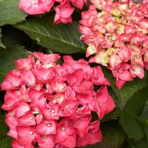 Meet your Posher, Judith